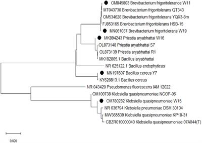 Salinity alleviator bacteria in rice (Oryza sativa L.), their colonization efficacy, and synergism with melatonin